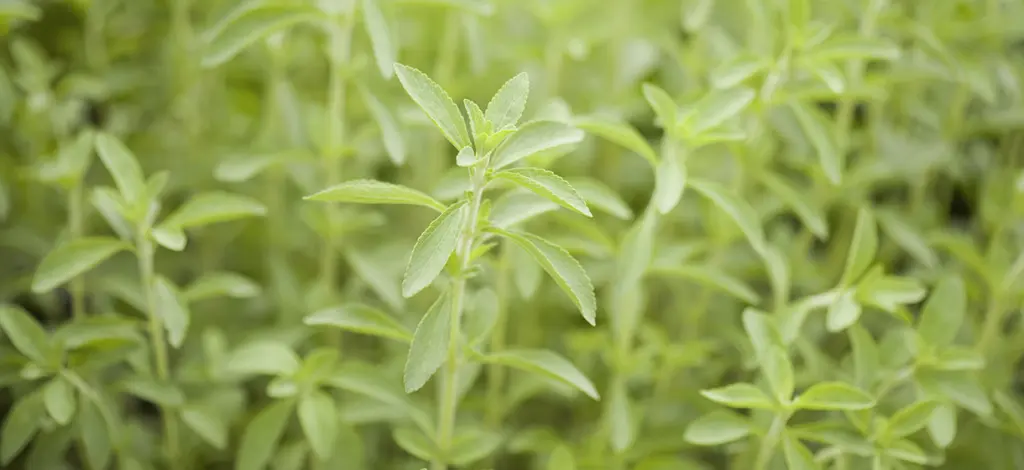 La sécurité des glycosides de stéviol reconfirmée