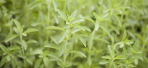 glycosides-de-stéviol-stevia