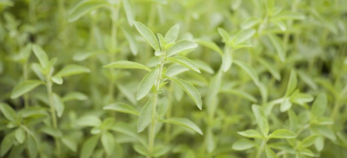 glycosides-de-stéviol-stevia