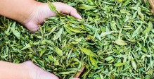 stevia-sucre-goût