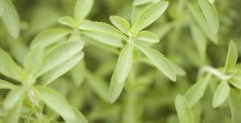 culture-stevia-Flandre