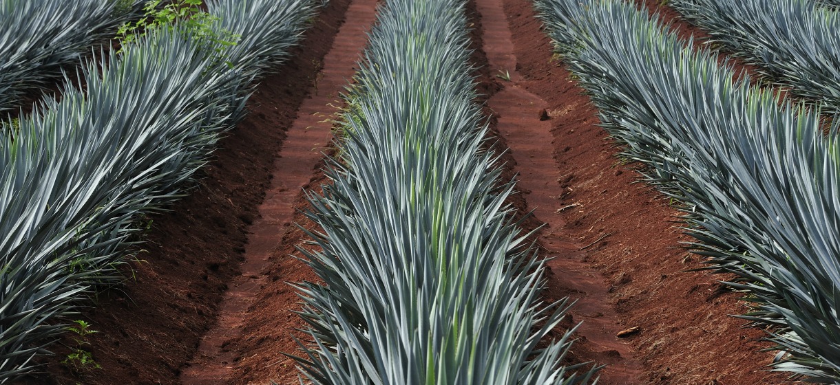 Sirop d'agave, Sucres tendances