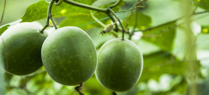monk-fruit