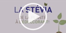 stevia-plante-edulcorant