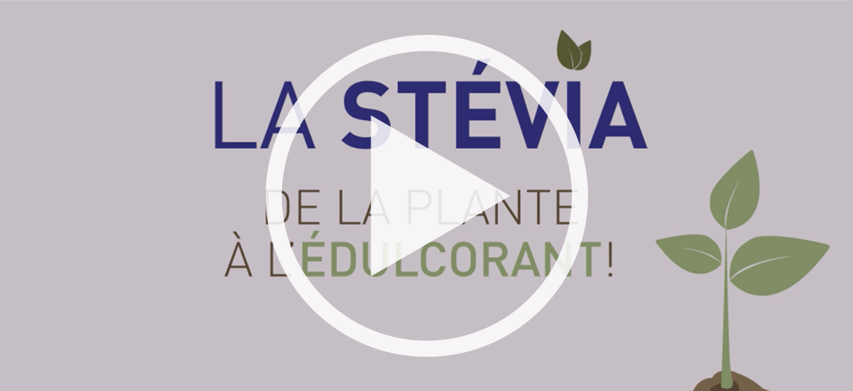 stevia-plante-edulcorant