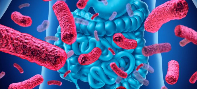 edulcorants-nuisent-pas-microbiote-intestinal