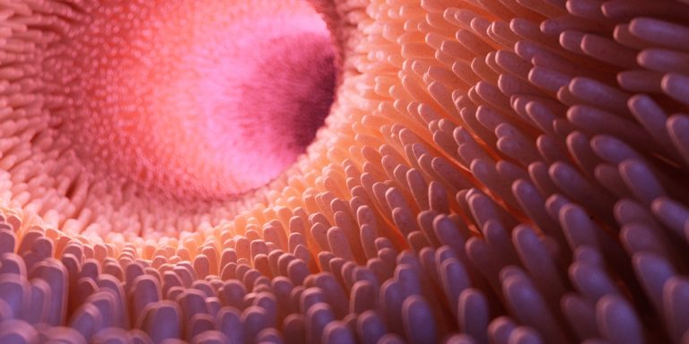 Obésité&amp;#8239;: le «&amp;#8239;régime cafétéria&amp;#8239;» plus impactant que le microbiote intestinal